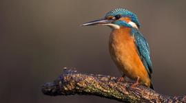 Timeline: Birds Linux