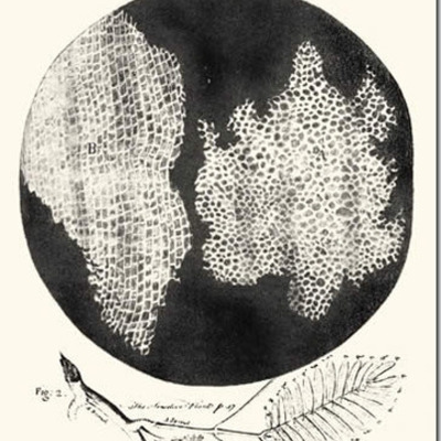 Timeline: Història de la cèl·lula
