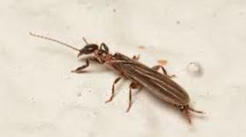 Timeline: black webspinner