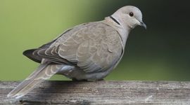 Timeline: eurasian cooared dove