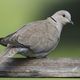 Eurasian collared dove 120323 3517