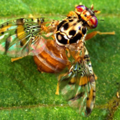 Timeline: The Invasive Fruit Fly