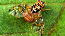 Timeline: The Invasive Fruit Fly