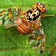 Mediterraneanfruitfly1