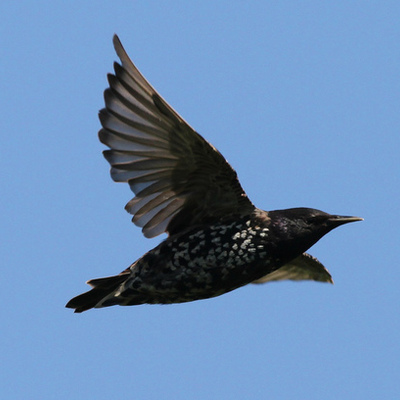 Timeline: European starling