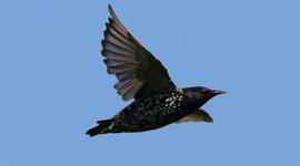 Timeline: European starling