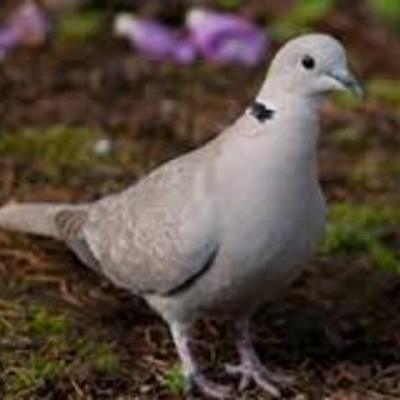 Timeline: Eurasian collared-Dove