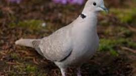 Timeline: Eurasian collared-Dove