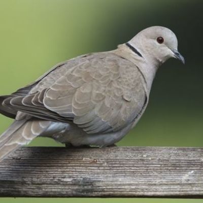 Timeline: Eurasian Collared Dove