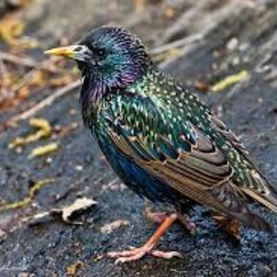 Timeline: European Starling Destroys Crops