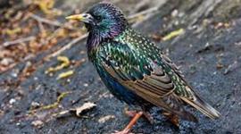 Timeline: European Starling Destroys Crops