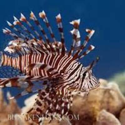Timeline: The invasive lion fish