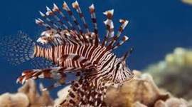 Timeline: The invasive lion fish