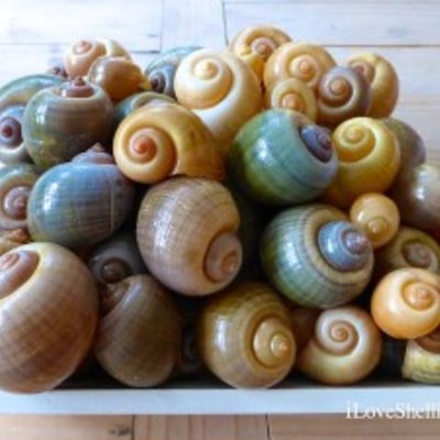 Timeline: Island Applesnail