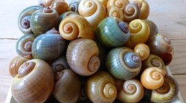 Timeline: Island Applesnail