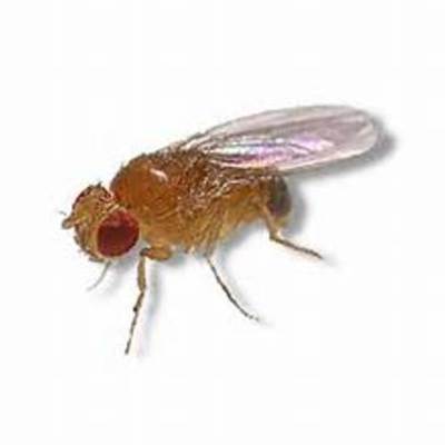 Timeline: Mexican Fruit Fly