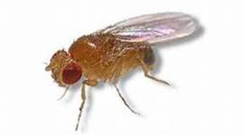 Timeline: Mexican Fruit Fly