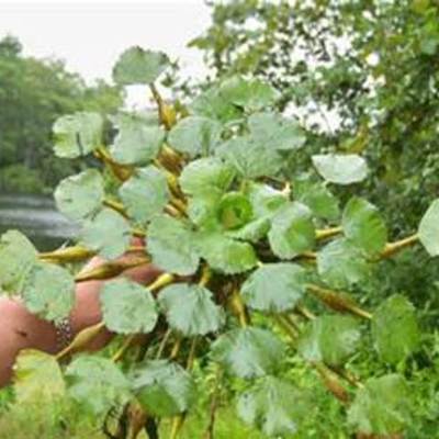 Timeline: Tanner Hall