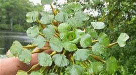 Timeline: Tanner Hall