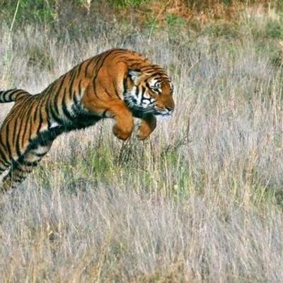 Timeline: South China Tiger