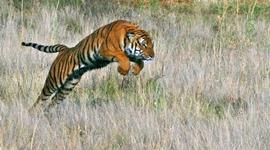 Timeline: South China Tiger