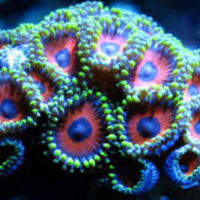 Timeline: MGRP Great Barrier Reef Decay