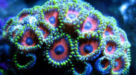 Timeline: MGRP Great Barrier Reef Decay