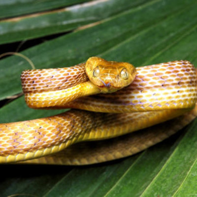 Timeline: Jason Watson- Brown Tree Snake