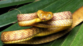 Timeline: Jason Watson- Brown Tree Snake