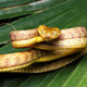 Brown tree snake 1 jpg