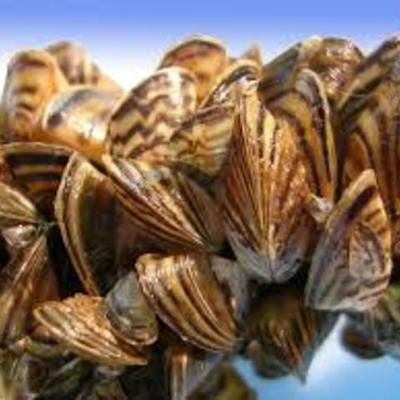 Timeline: Zebra Mussels
