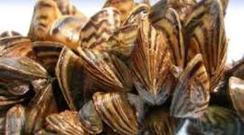 Timeline: Zebra Mussels