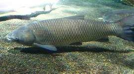 Timeline: Black Carp- Landen Hare