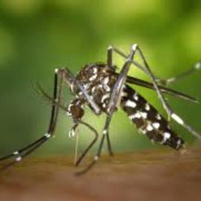 Timeline: Harleigh Holbrook- Asian Tiger Mosquito