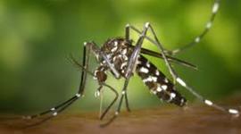 Timeline: Harleigh Holbrook- Asian Tiger Mosquito