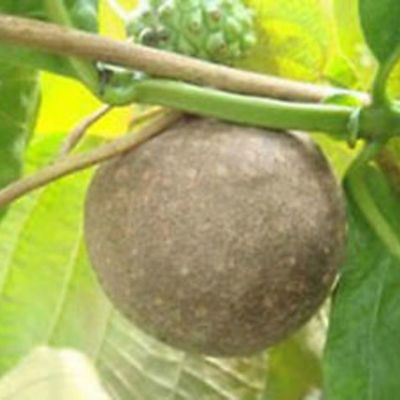 Timeline: Trip Boone- Air Potato