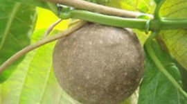 Timeline: Trip Boone- Air Potato