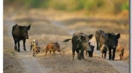 Timeline: Feral Hog- Ricky Gall