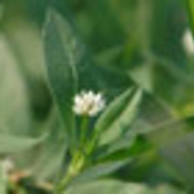 Timeline: Alligatorweed harming water sports and equipment