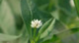 Timeline: Alligatorweed harming water sports and equipment