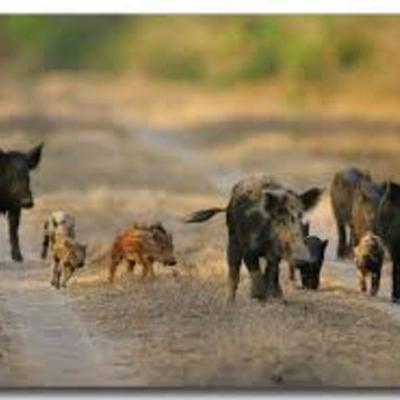 Timeline: Brenton Jones- Feral Hog