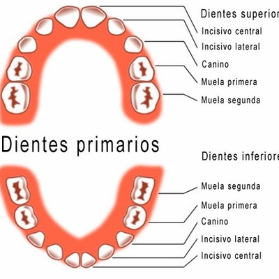 Timeline: Cronologia de la dentición