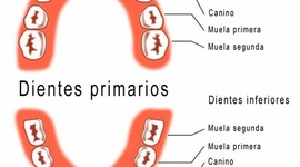 Timeline: Cronologia de la dentición