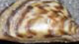 Timeline: US Invasion Zebra Muscles