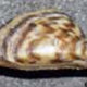 1354035 sm