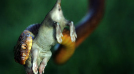 Timeline: brown tree snake