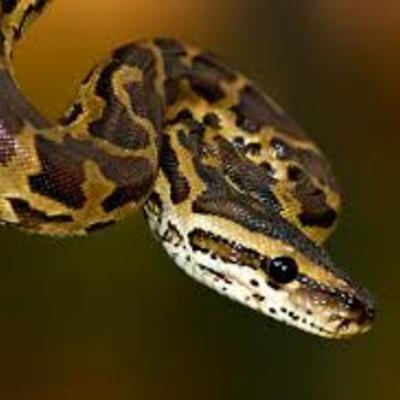 Timeline: burnese python-lance beavers