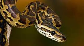 Timeline: burnese python-lance beavers