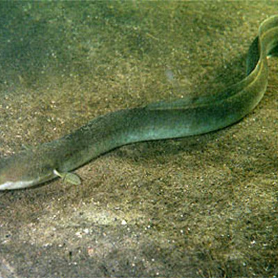 Timeline: The European Eel- Brandee Guidry