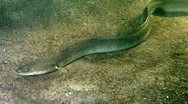 Timeline: The European Eel- Brandee Guidry